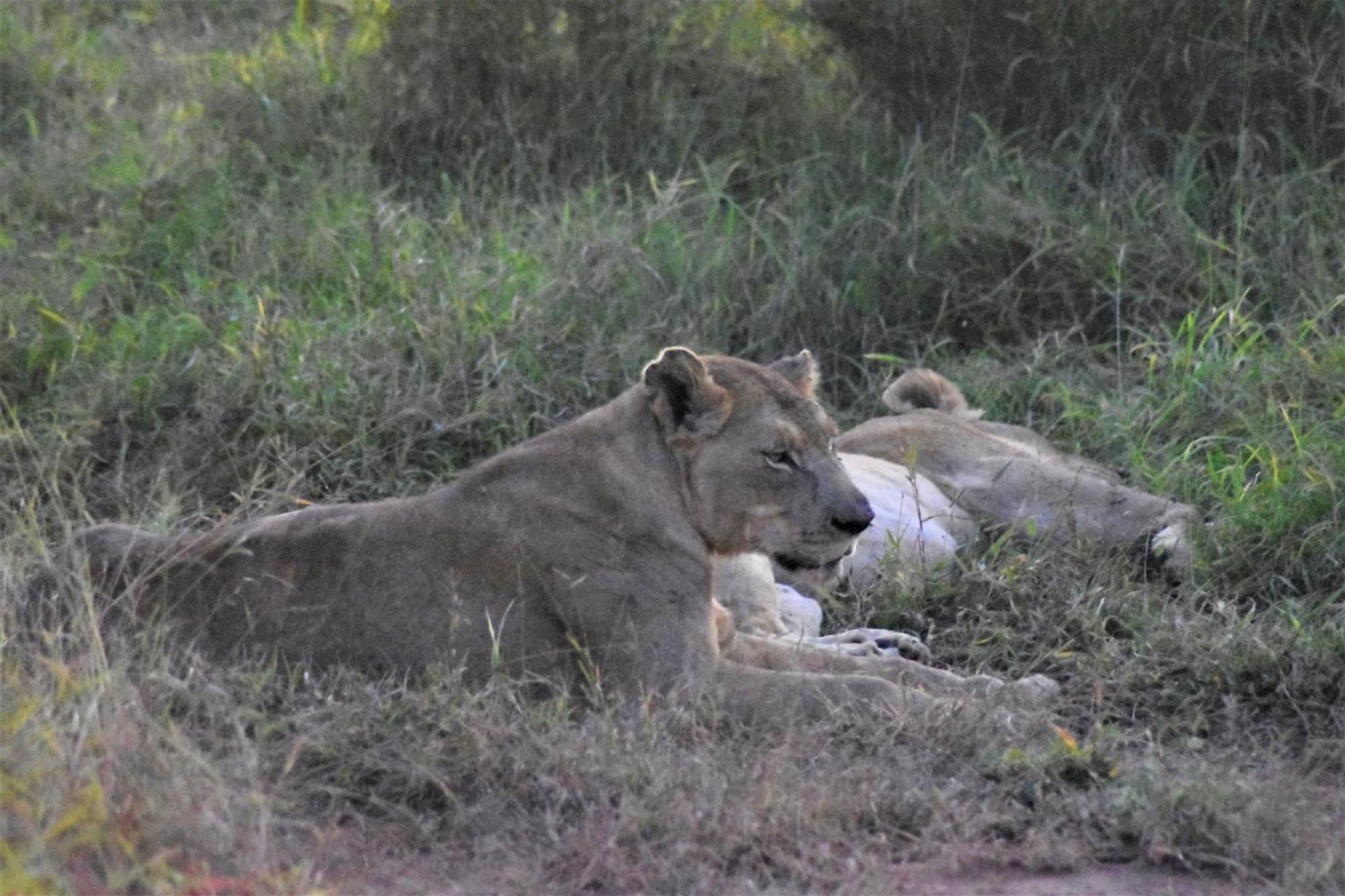 הודספרויט The Baobab Bush Lodge And Villa מראה חיצוני תמונה