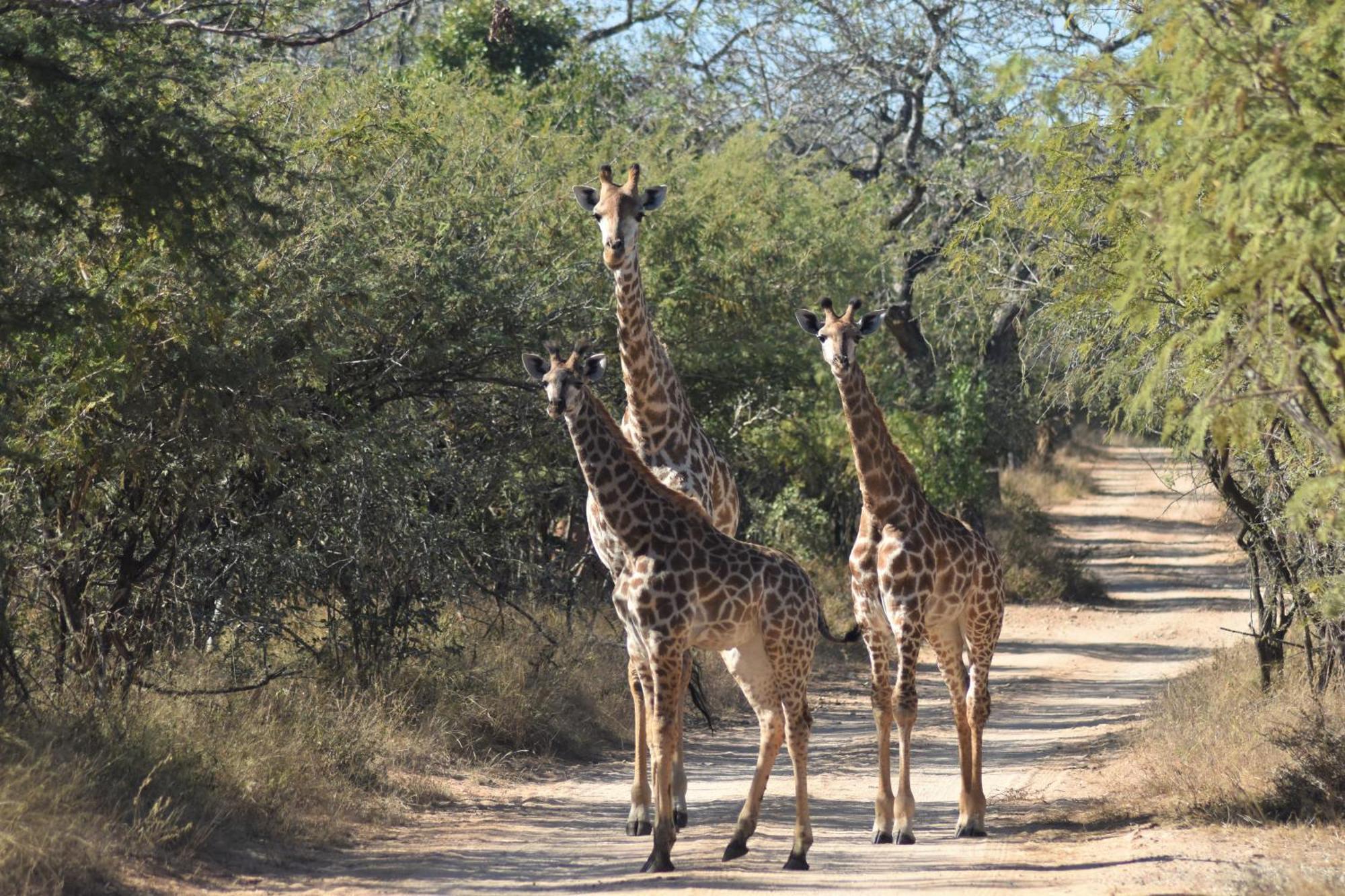 הודספרויט The Baobab Bush Lodge And Villa מראה חיצוני תמונה