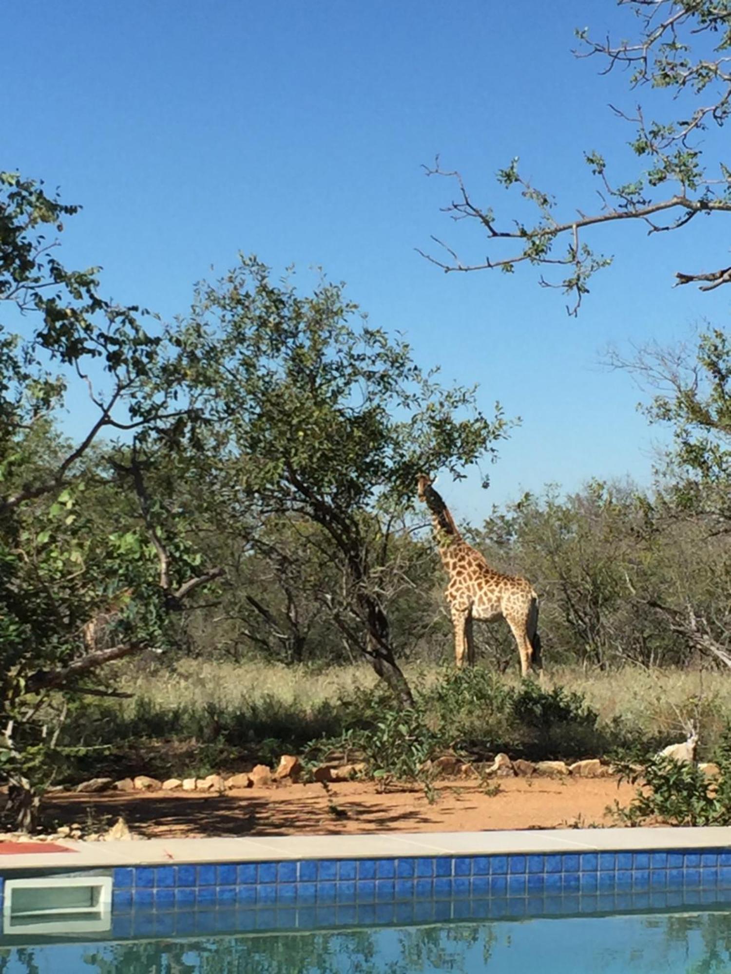 הודספרויט The Baobab Bush Lodge And Villa מראה חיצוני תמונה