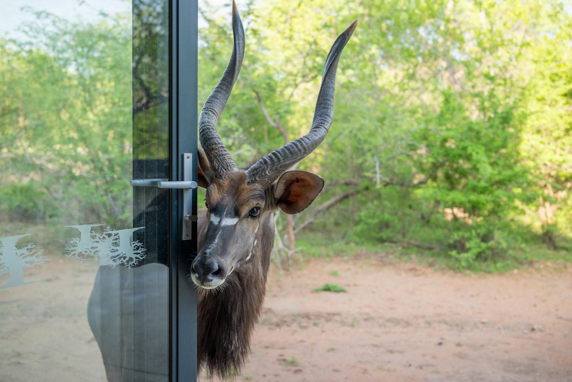 הודספרויט The Baobab Bush Lodge And Villa מראה חיצוני תמונה